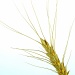 Wheat by jayberg