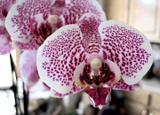 30th Jun 2012 - Orchid
