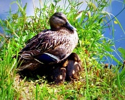 28th Jun 2010 - Love a duck