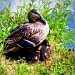 Love a duck by rich57