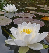 28th Jun 2012 - water lilies