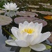 water lilies by jantan
