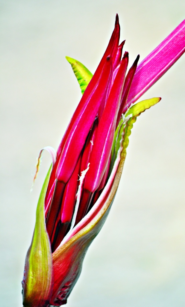Bird of Paradise by soboy5