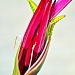Bird of Paradise by soboy5