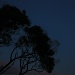 A Tree, The Moon At Sunset by wenbow