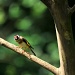 Goldfinch by seanoneill