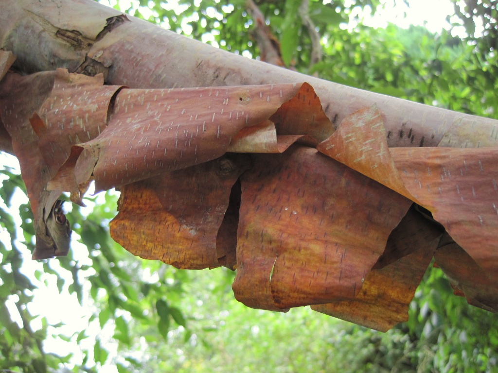 bark peeling from a birch tree by quietpurplehaze