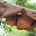 bark peeling from a birch tree by quietpurplehaze