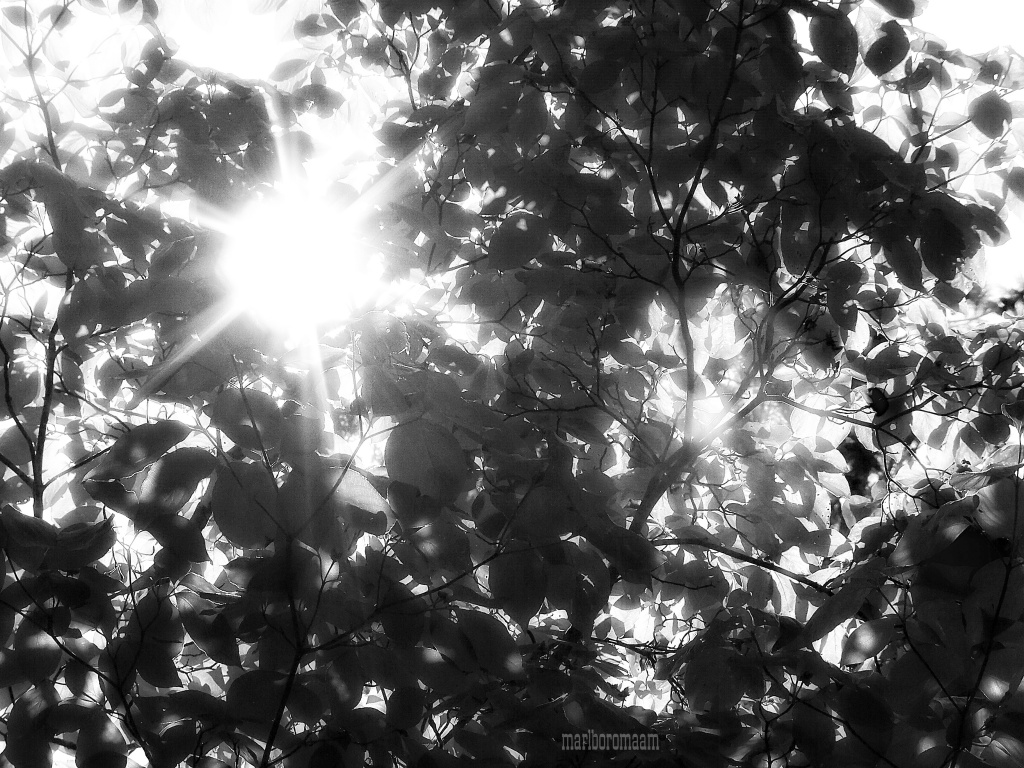 Sun flare in the dogwood... by marlboromaam