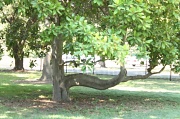 29th Jun 2012 - Crooked tree