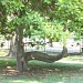 Crooked tree by judyc57