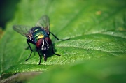 19th Jun 2012 - Green Bug.