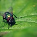 Green Bug. by naomi