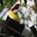 365 Chestnut-mandibled Toucan IMG_7015 by annelis