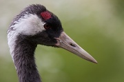 1st Jul 2012 - Eurasian Crane