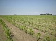 1st Jul 2012 - Field of maize - cornfield