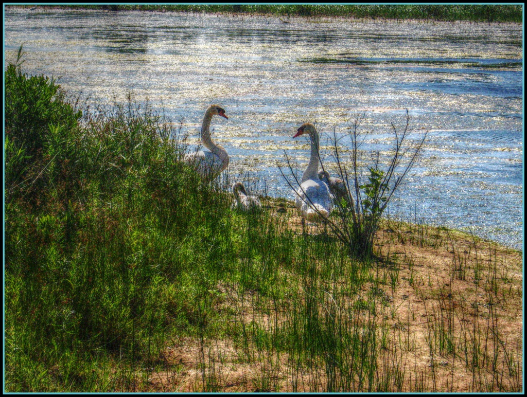 Swans by olivetreeann