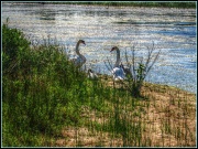 30th Jun 2012 - Swans