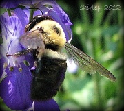 1st Jul 2012 - bumblebee 