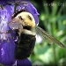 bumblebee  by mjmaven