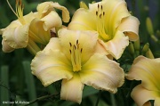 1st Jul 2012 - Lemon Lilies