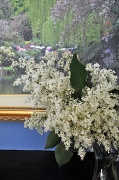 1st Jul 2012 - The Fragrance of Lilac