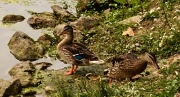1st Jul 2012 - Funny Duck