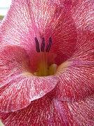 2nd Jul 2012 - Gladiolus Flower