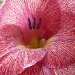 Gladiolus Flower by handmade