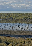 1st Jul 2012 - wetlands
