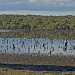 wetlands by corymbia