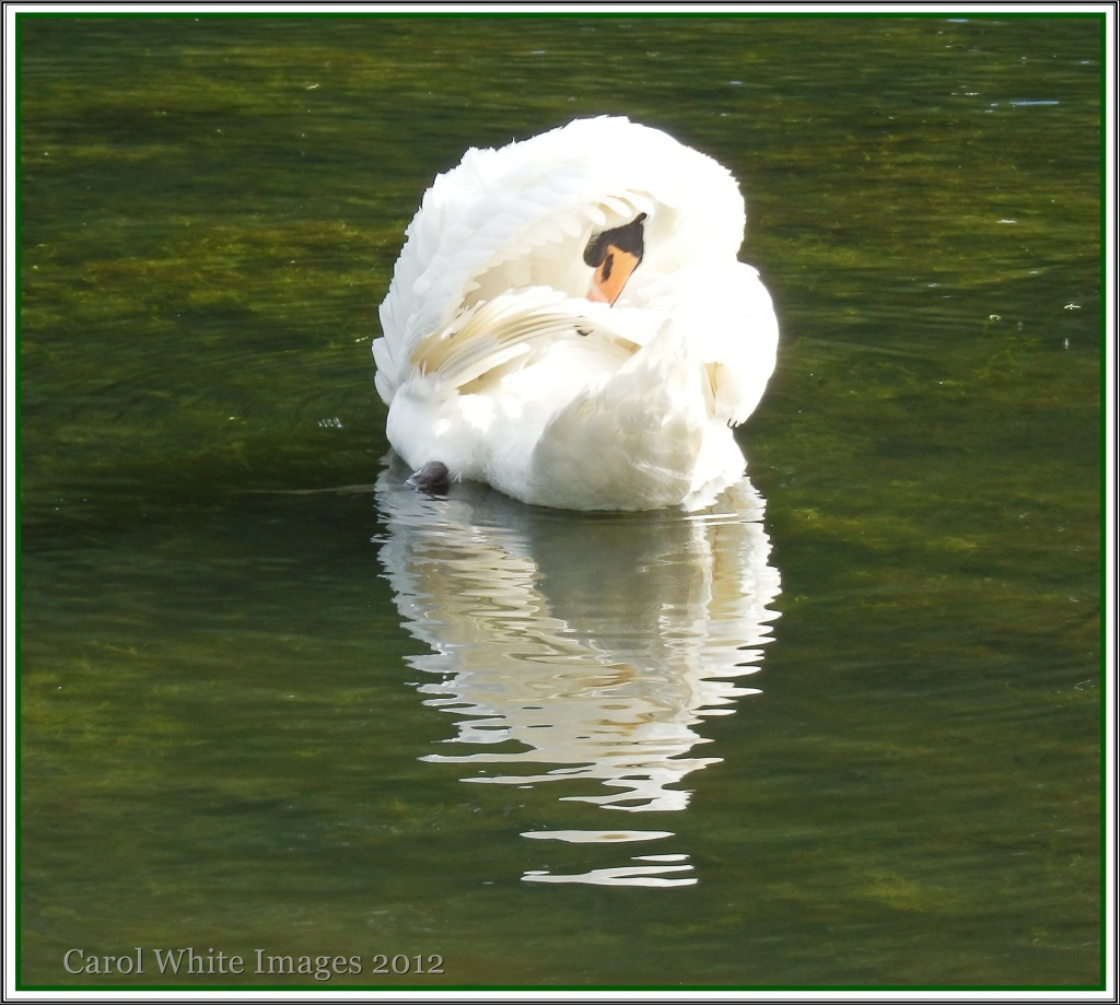 Another Lake,Another Swan by carolmw