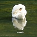 Another Lake,Another Swan by carolmw