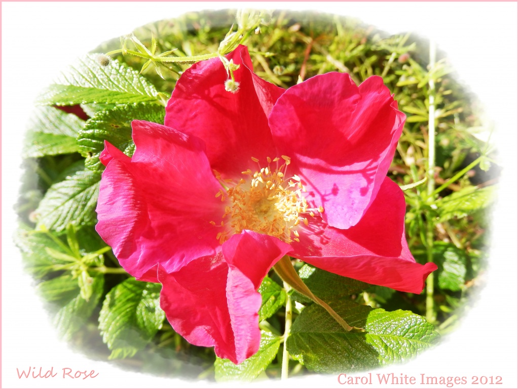 Wild Rose by carolmw