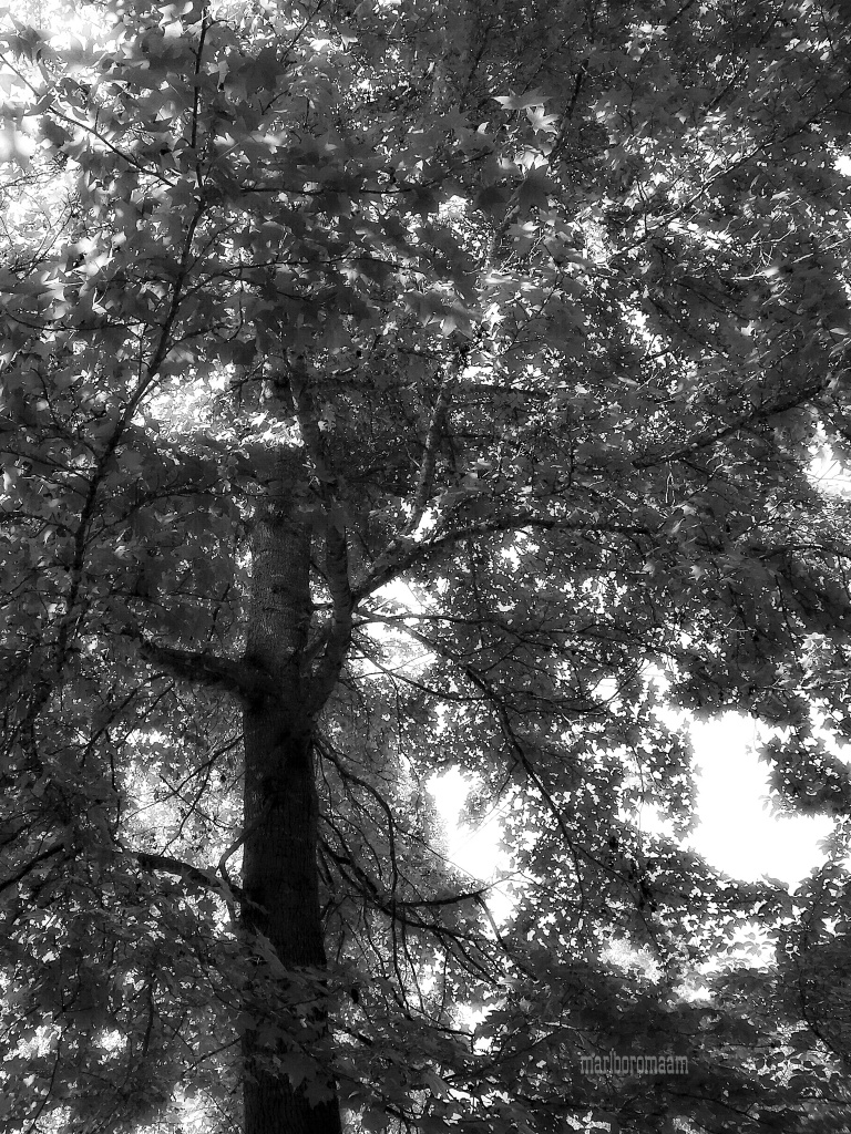 Under the sweetgum tree... BOB! by marlboromaam