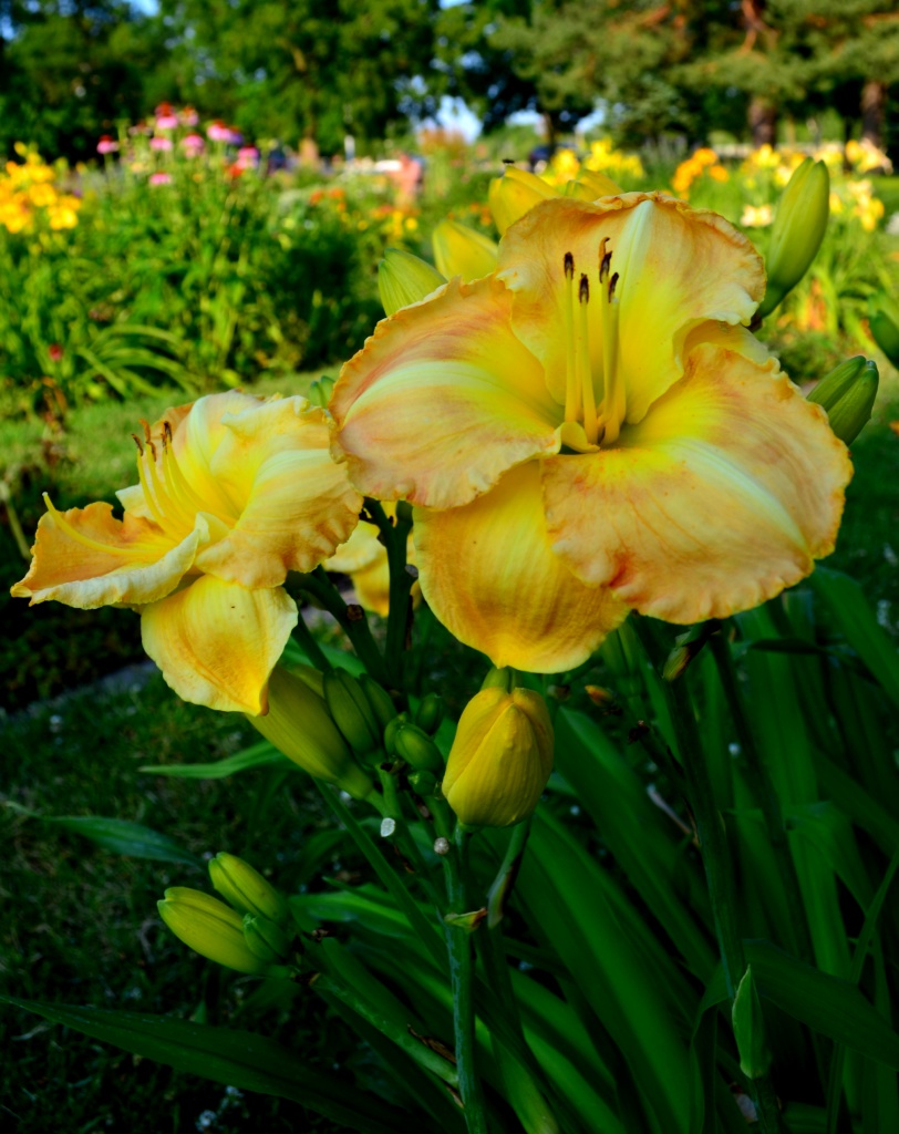 flower garden yellow bloom by myhrhelper
