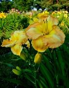 1st Jul 2012 - flower garden yellow bloom