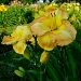 flower garden yellow bloom by myhrhelper