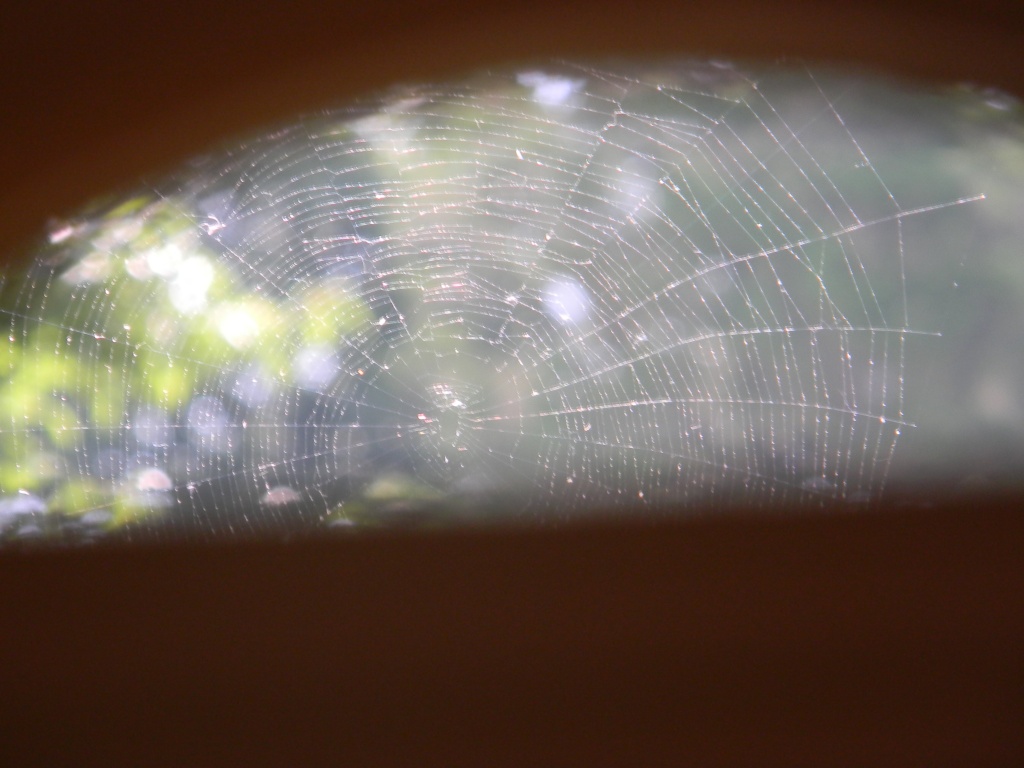 Spider Web Through Window 6.30.12 by sfeldphotos