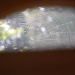 Spider Web Through Window 6.30.12 by sfeldphotos
