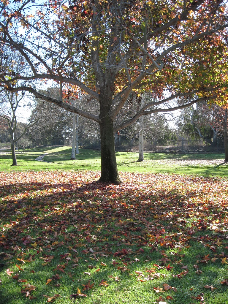 Mile Square Park_A fall tree on a January day in California by Weezilou