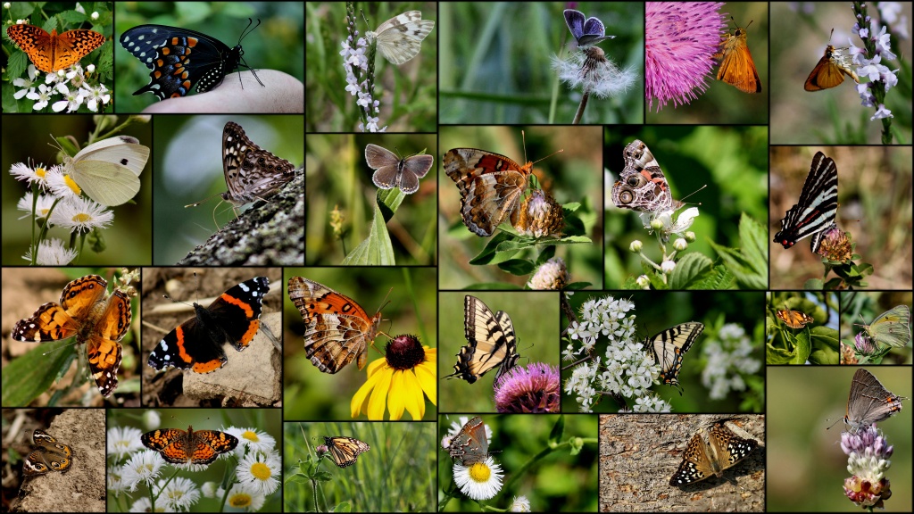 Butterflies 2012 by cjwhite