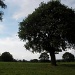 Belgian Tree by harvey