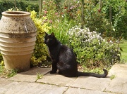 2nd Jul 2012 - Lucky black cat....
