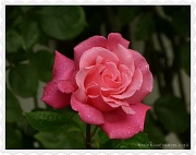 2nd Jul 2012 - A rose for Mum