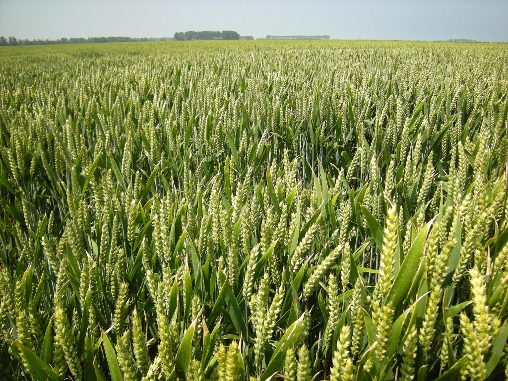 And wheat fields by pyrrhula