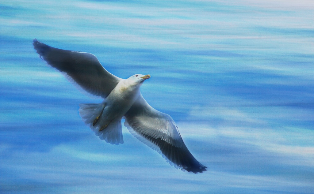 Jonothan Livingston Seagull by helenw2