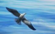 2nd Jul 2012 - Jonothan Livingston Seagull