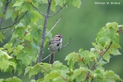 2nd Jul 2012 - Song Sparrow 