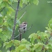 Song Sparrow  by falcon11